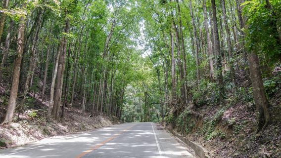 Bohol Island