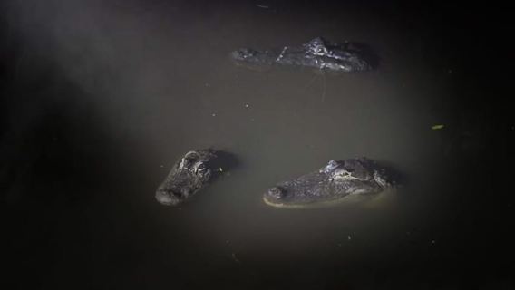 Orlando: Gatorland Flashlight Tour at Night