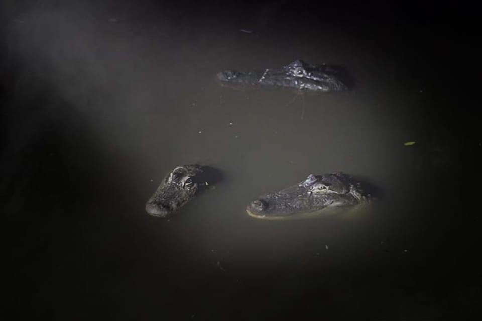 Orlando: Gatorland Flashlight Tour at Night