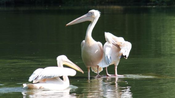 Mannheim, guided park tour: Luisenpark