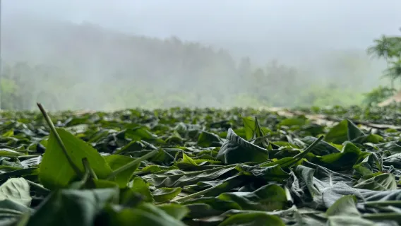 Degustación de té vietnamita auténtico y Train Street con almuerzo (Bun Cha y Banh Mi)