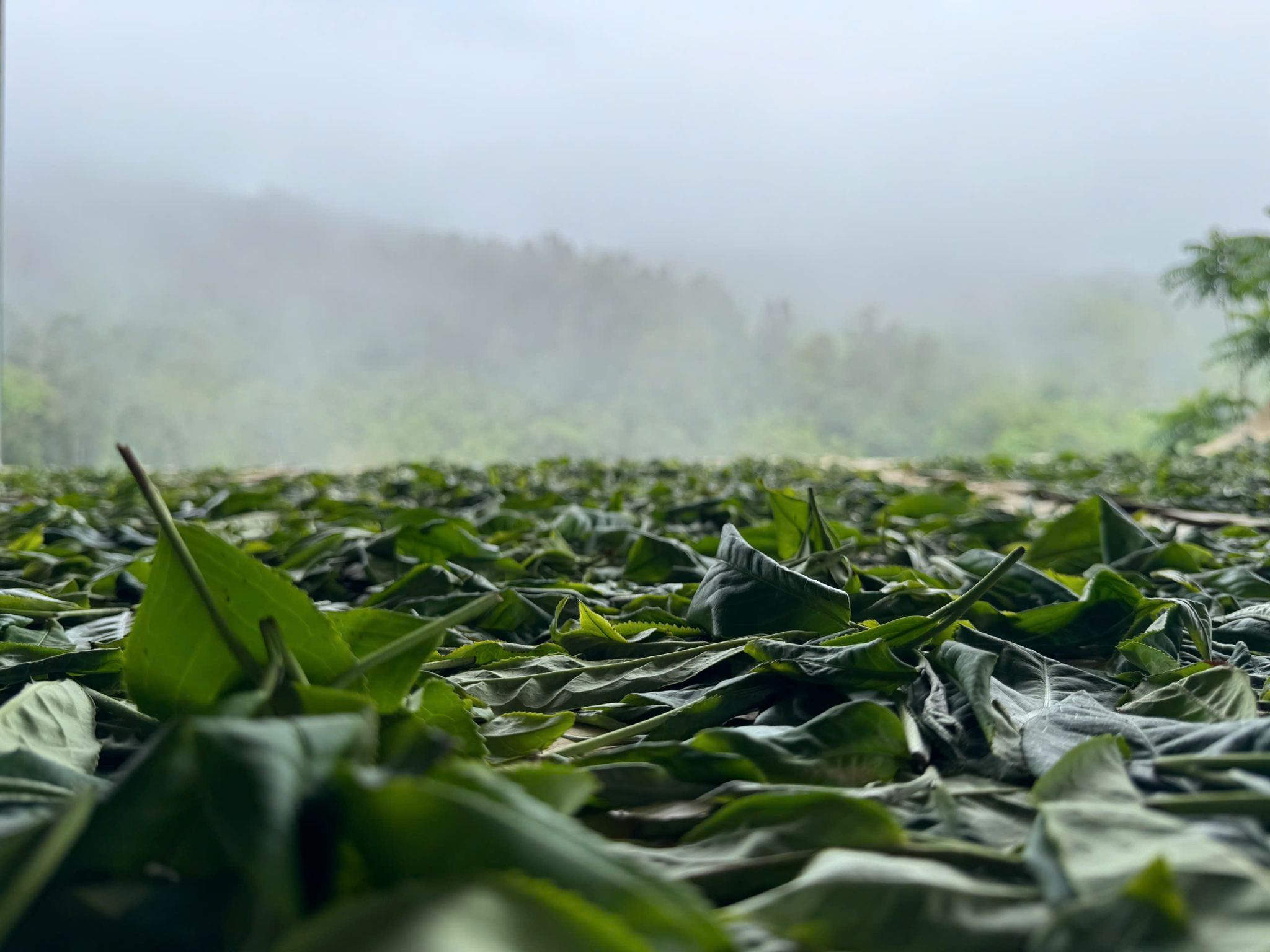 Authentic Vietnam Tea Tasting & Train Street With Lunch (Buncha & Banh Mi)