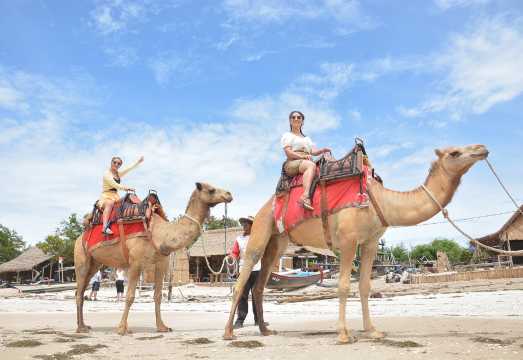 Bali Beach Camel Ride – Unforgettable Coastal Experience