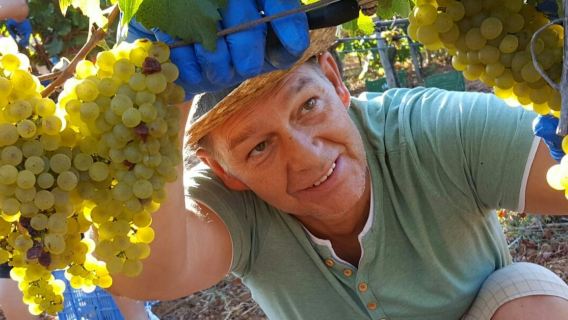 Mallorca: Winery & Olive Mill Guided Tour + Tastings + Roundtrip Transfer