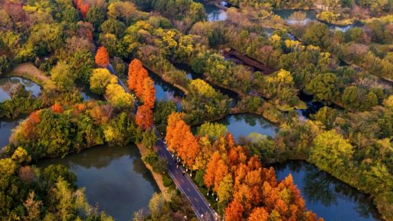 perjalanan satu hari ke Taman Nasional Lahan Basah Xixi dan Desa Longjing, Memetik dan Mencicipi Teh di Hangzhou