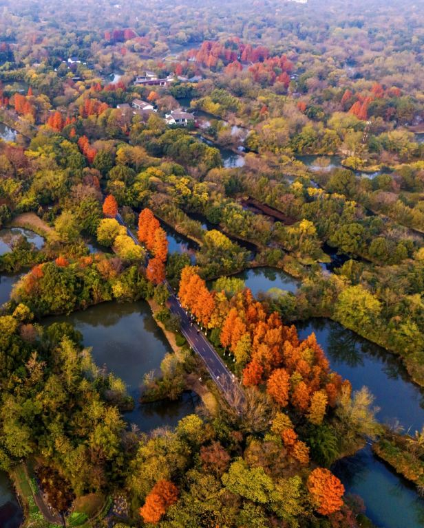 杭州西溪國家濕地公園+龍井村採茶一日遊【私人拼小團含接送】