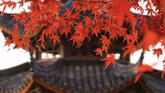 Hangzhou 1-Day Tour: West Lake Cruise with Island Visit + Su Causeway Stroll + "Hangzhou Songcheng Park" Song and Dance Show