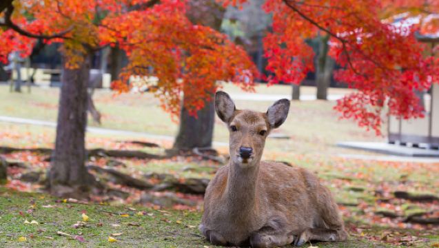 Kyoto Nara Uji 1-day Tour | Fushimi Inari Taisha & Nara Park & Byodoin Temple in Uji