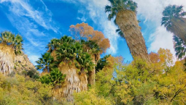 Lawatan sehari pergi-balik Los Angeles + Taman Negara Joshua Tree + Palm Springs [Sewaan Peribadi Bahasa Cina]