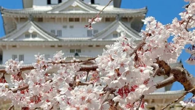 大阪/京都櫻花季限定|小野櫻花+姬路城一日遊