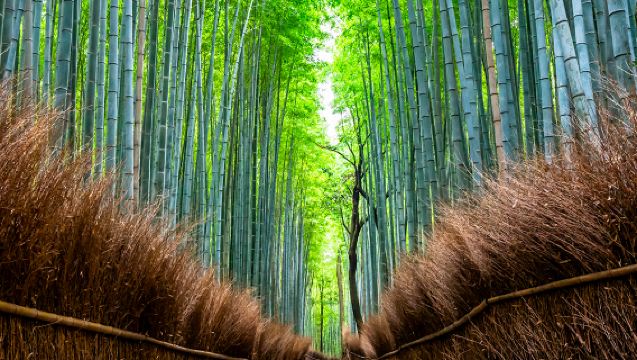 [EXPLORER TOURS] Osaka Castle, Dotonbori, Yasaka Shrine, Shinsekai 1-Day Guided Tour and Other Travel Packages - Choose 1 of 5 Options