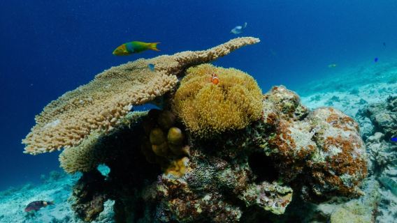 Okinawa Höhlenschnorcheln | "Einstieg vom Ufer" – keine Seekrankheit, ab 6 Jahren möglich, keine Schwimmkenntnisse erforderlich