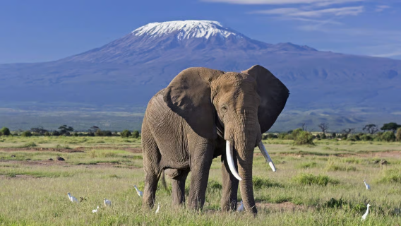 Passeio ao Parque Nacional Amboseli saindo de Nairóbi, Quênia - Inclui traslado e ingressos