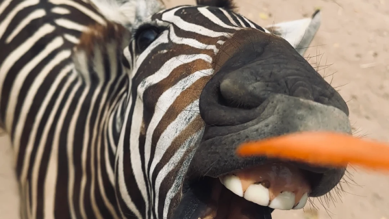 大城動物園長頸鹿互動