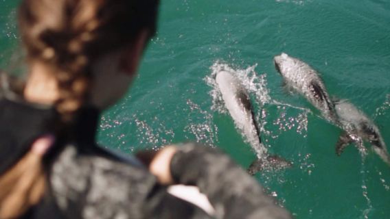 Akaroa Harbour dolphin watching cruise [encounter rare Hector's dolphins and wildlife]
