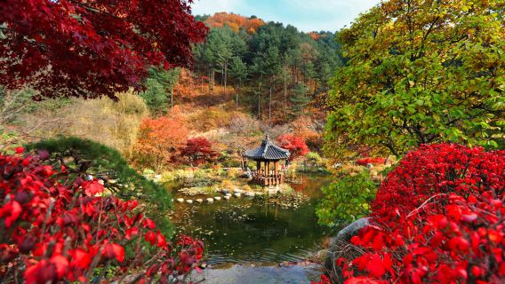 South Korea | Gangchon Railway Theme Park X Morning Quiet Arboretum