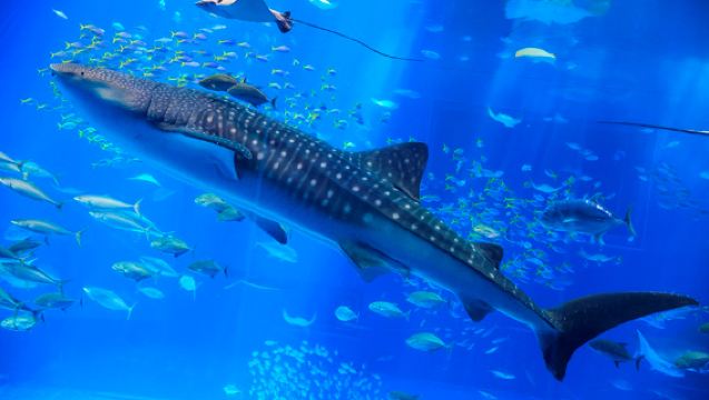 沖縄北部|万座毛+美ら海水族館+アメリカンビレッジ ワンデーツアー【入場チケット+昼食付き】