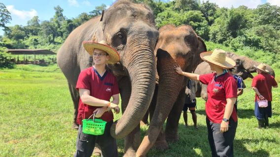 Thailand Chiang Mai Ran-Tong Save & Rescue Elephant Centre 1-day tour (pickup + English guide)
