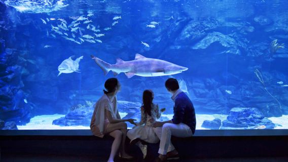 Incheon Gyeonggi Winter Fun One-Day Tour D: Ilsan Aqua Planet+Aegibong Peace Ecopark+Strawberry Picking+Kimbap Making+Hanbok Experience