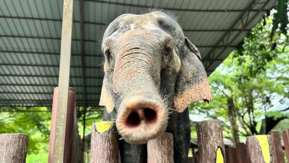 1-day tour from Kuala Lumpur: Cultural and Wildlife Adventure at Elephant Sanctuary and Deer Park
