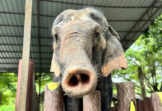 1-day tour from Kuala Lumpur: Cultural and Wildlife Adventure at Elephant Sanctuary and Deer Park