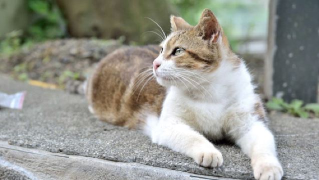 อุทยานธรณีเย่หลิว ~ หมู่บ้านแมวโหวต้ง ~ ถนนโบราณซื่อเฟินรวมประสบการณ์ปล่อยโคมไฟ ~ ถนนโบราณจิ่วเฟิ่น ทัวร์วันเหมารถ