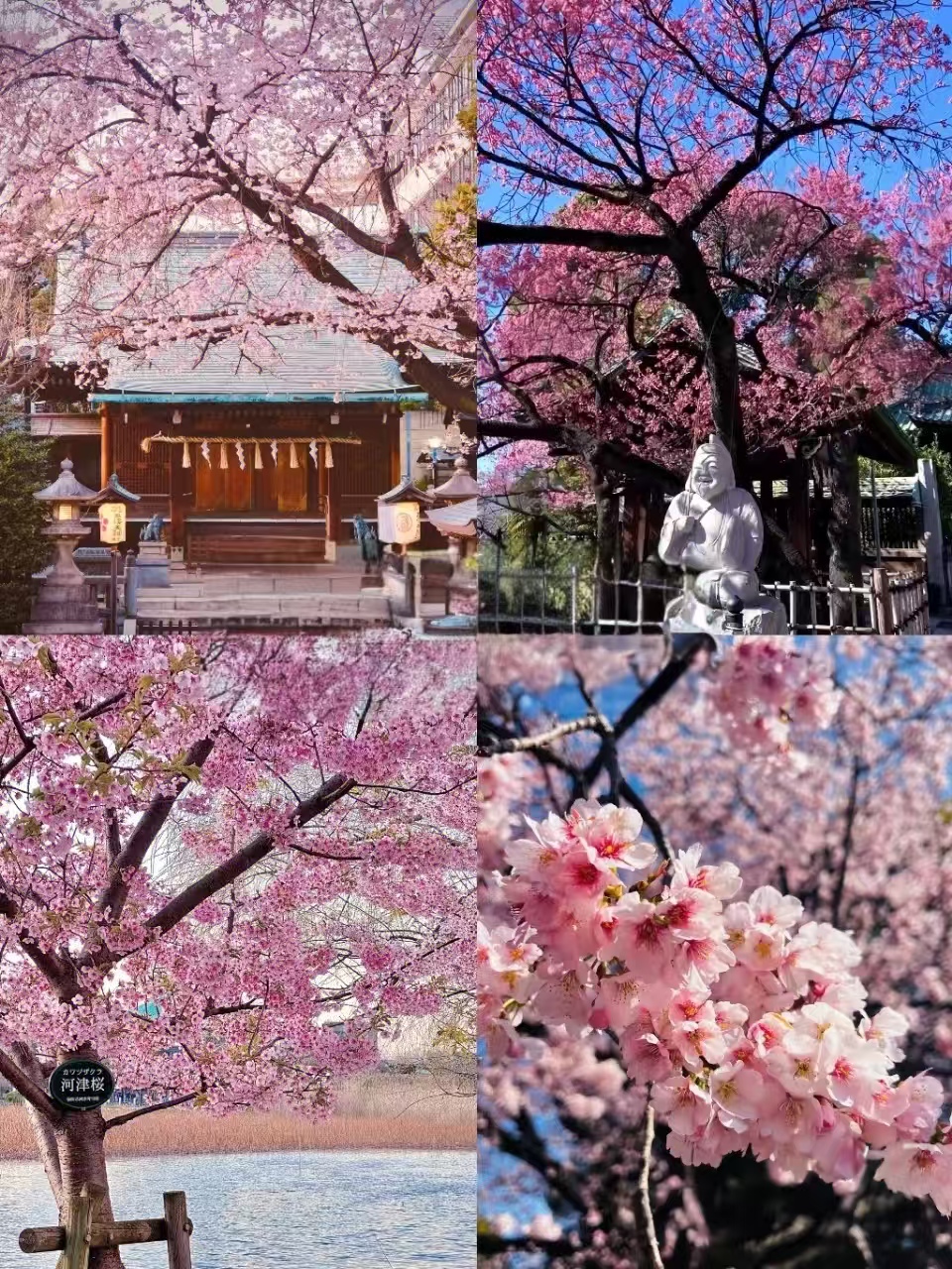 東京賞櫻|千鳥淵-目黑川-新宿御苑-上野公園-春季賞櫻限定