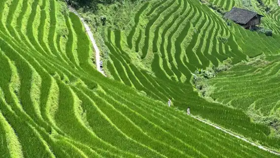 桂林：陽朔飯店出發龍脊梯田日遊