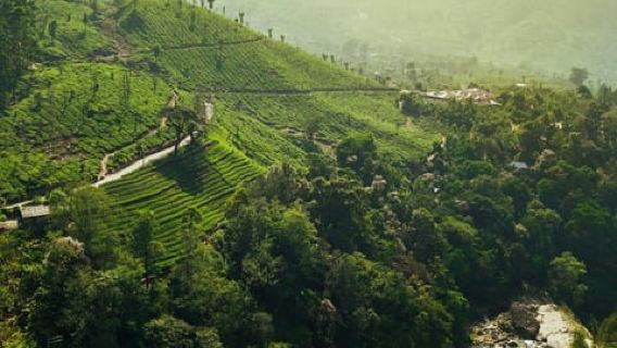 From Kochi: Munnar Hill Station Day Trip