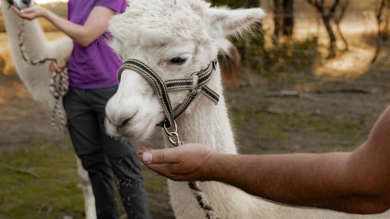 Mödling/Viena: Caminata panorámica guiada con alpacas y llamas
