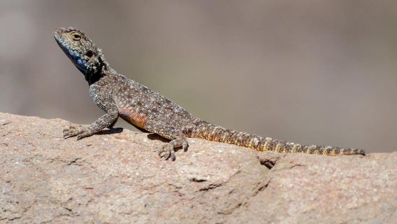Desde Underberg: tour privado de un día al paso de Sani
