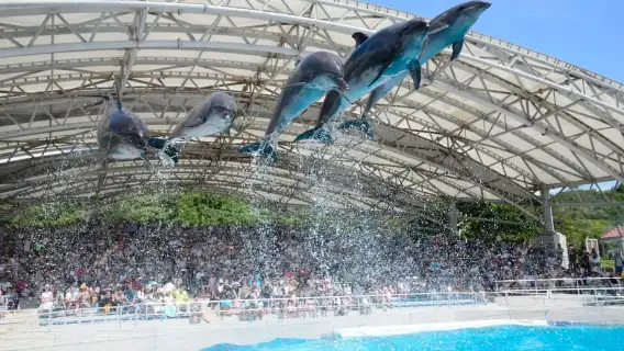 Naha: North Okinawa Sightseeing Tour & Churaumi Aquarium