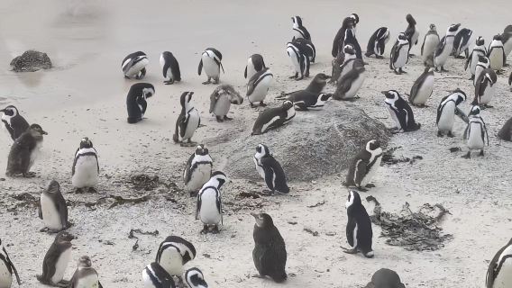 Tour di Cape Point & Incontro con i Pinguini