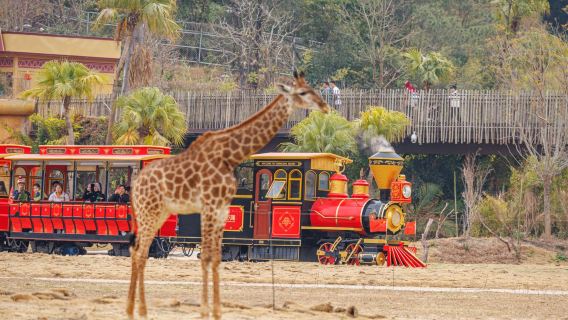Цинъюань Чимелонг: 2 дня 1 ночь / 3 дня 2 ночи в замке жирафов + входные билеты в Королевство лесов Чимелонг + пакет развлечений (опционально: лесной термальный парк) + опционально комплексный обед в отеле