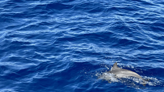 Tour privato con autista a Galle/Mirissa in Sri Lanka - Avvistamento balene/Pescatori su trampoli/Fortezza di Galle