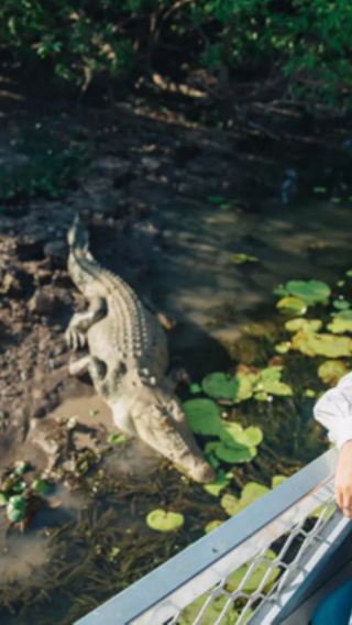 Half-day round-trip crocodile cruise from Darwin to Adelaide river - includes city transfer with optional park/wetland visit