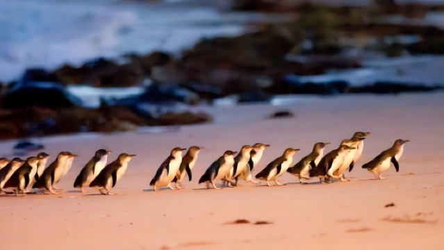 墨爾本菲利普島+普芬比利蒸汽火車一日遊【中文司導/天天發團】