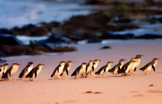 墨爾本菲利普島+普芬比利蒸汽火車一日遊【中文司導/天天發團】