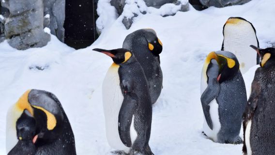 日本北海道|旭山動物園+美瑛拼布之路+四季彩之丘包車一日遊