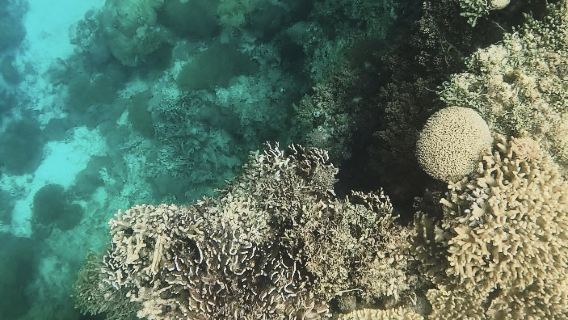 Bohol Island Dolphin Watching + Pamilacan Island Snorkeling with Coral and Fish | Premium Small Group Tour