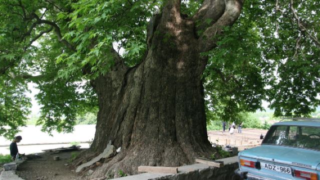 Sighnaghi old city + Monastery of St. Nino at Bodbe + Travi Giant Plane Tree in Georgia