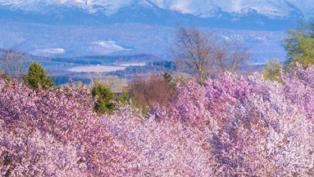 [Cherry Blossom Season Special·Multiple Tour Options Available] Hokkaido Cape Kamui & Otaru Canal 1-Day Tour