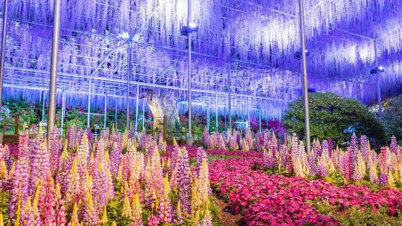 Spring special offer: Ashikaga flower park wisteria story + Ibaraki nemophila sea 1-day tour with admission ticket