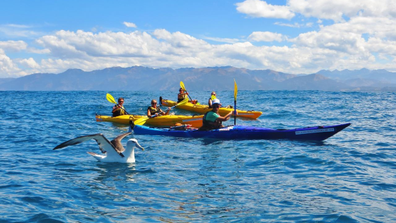 Kaikoura Kayaking Adventure on New Zealand's South Island [Optional Family Whale Watching/Sunset | Multiple Packages]