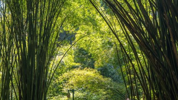 Tour de un día en Chengdu: Visita y aventura en el Mar de Bambú del Oeste de Sichuan