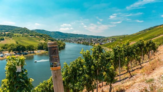 Kröv, Mosel: Exklusive PLANWAGENTOUR mit Weinverkostung - Weingut Bernd Hermes