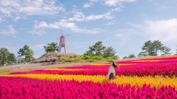 Day tour from Seoul | Hantangang river canyon & Goseokjeong garden & Nari park pink muhly grass