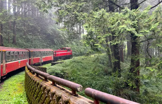 阿里山國家森林遊樂區一日遊【台中/嘉義/高雄|私人包車導覽】
