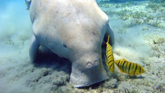 Marsa AlamExperiences