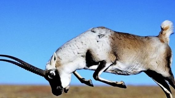 【贈送氧氣】可可西里+崑崙神泉+無極龍鳳宮+崑崙山口+玉珠峰